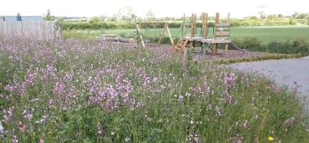 Wildflower meadow in May